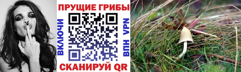 сайты даркнета телеграм даркнет сайт Наро-Фоминск Галлюциногенные грибы прущие грибы